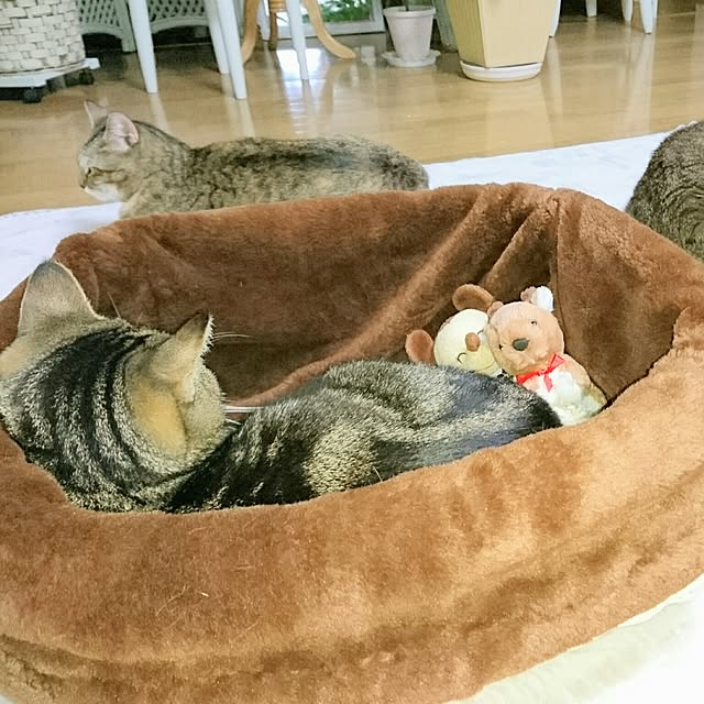 Ayuさんの実例写真