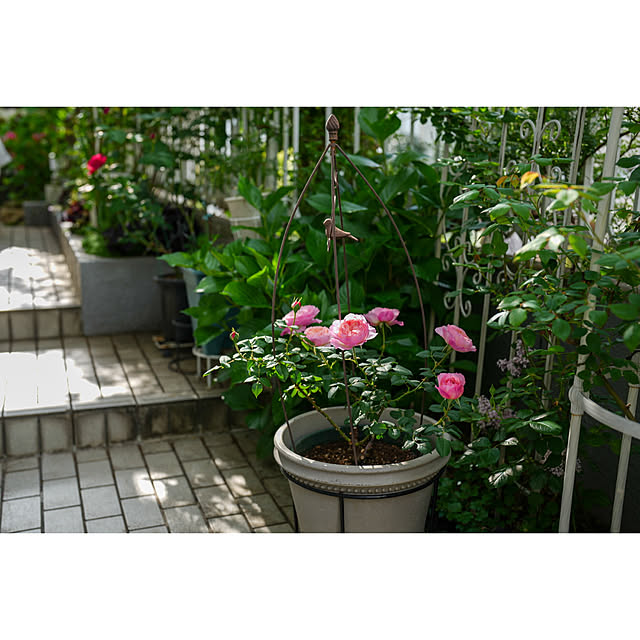 haruisabelさんの部屋