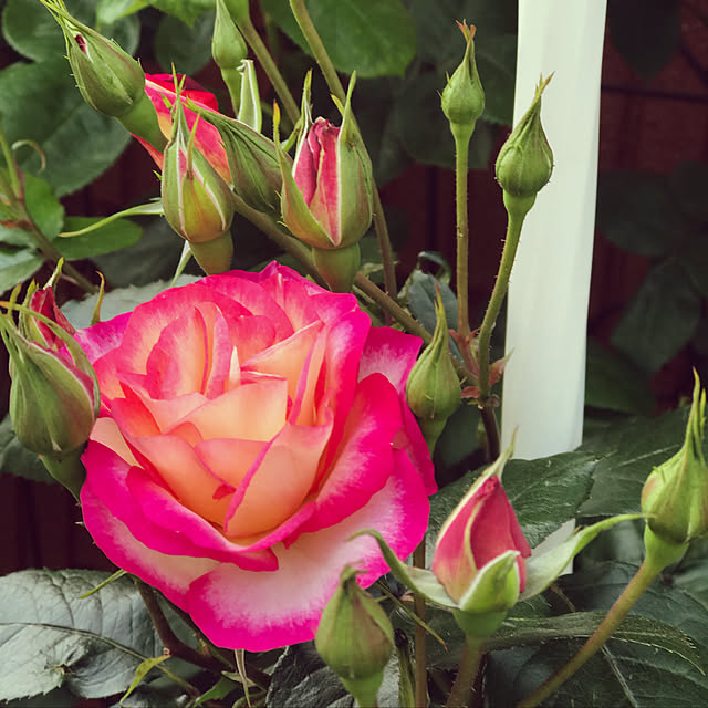 RoseLife5818さんの実例写真