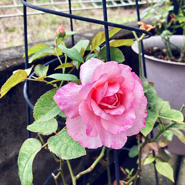 CoCo0617さんの実例写真