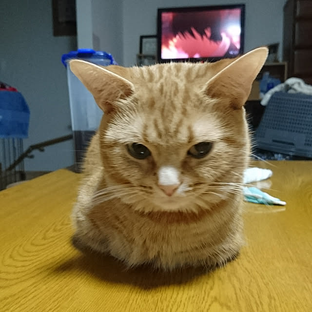 shinobuさんの実例写真