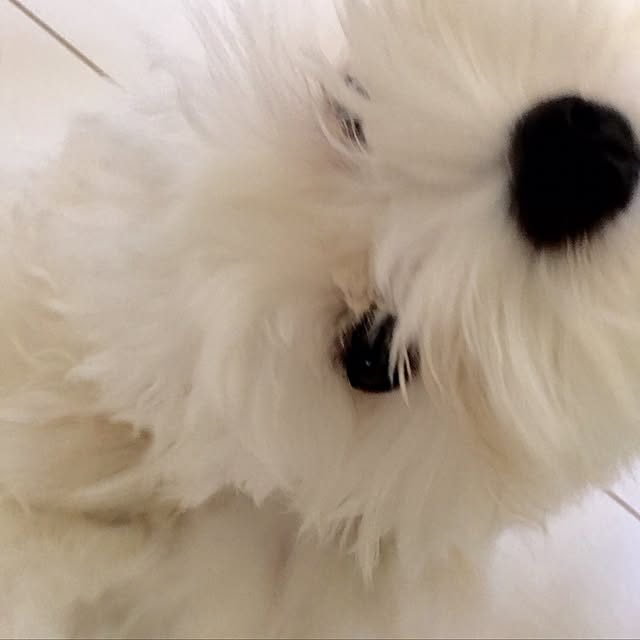 Mopmamaさんの実例写真