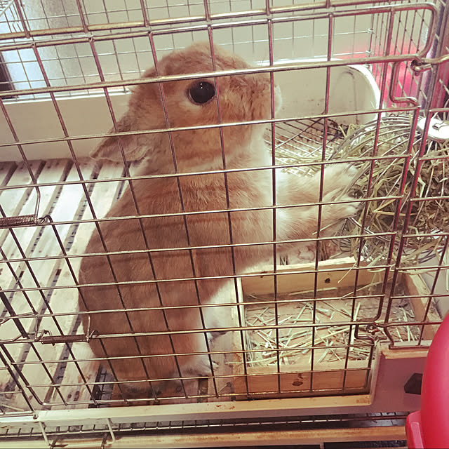 mimichankさんの実例写真