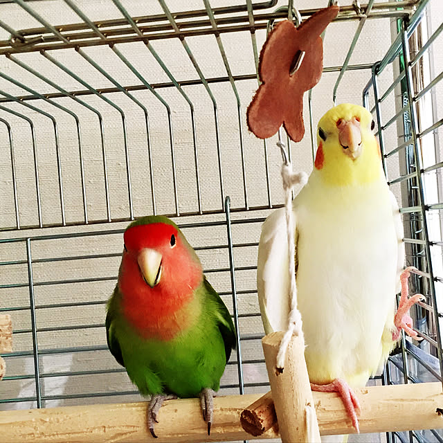 toratanさんの実例写真