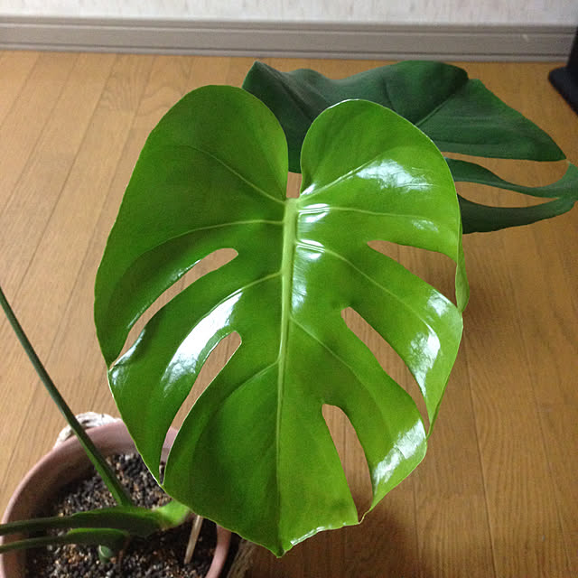 mebiさんの実例写真