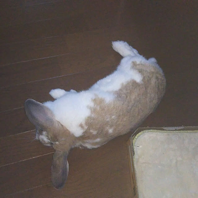 usamamaさんの実例写真