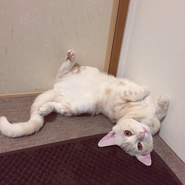 hiyupan88さんの実例写真