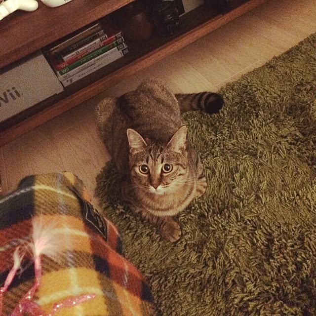 ayapiiiiceさんの実例写真