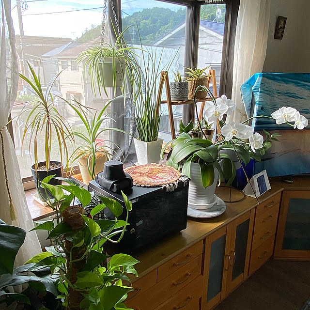 dainaoreiさんの実例写真
