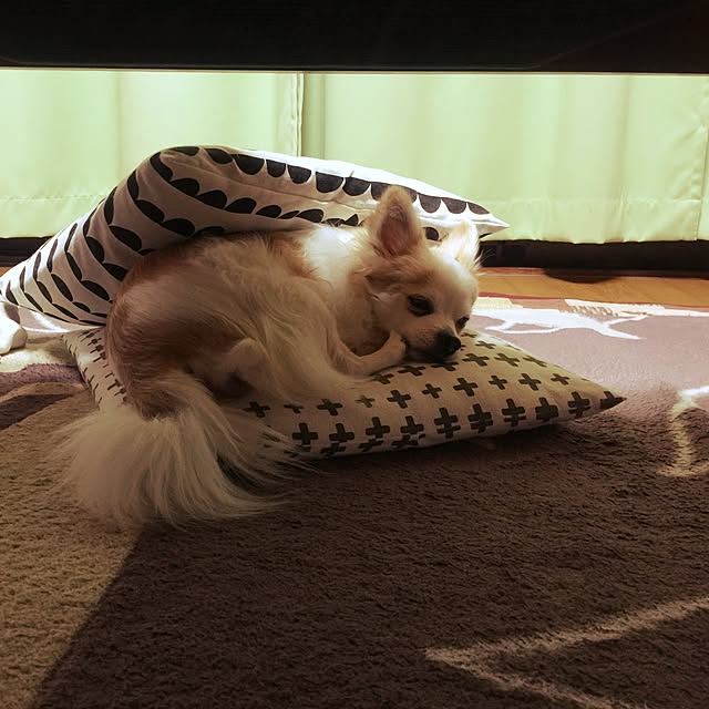 seroriさんの実例写真