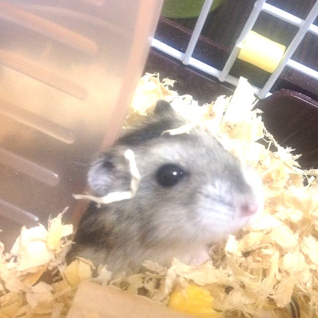 hannnnaさんの実例写真