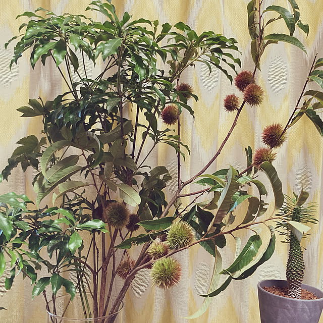 morocccoさんの実例写真
