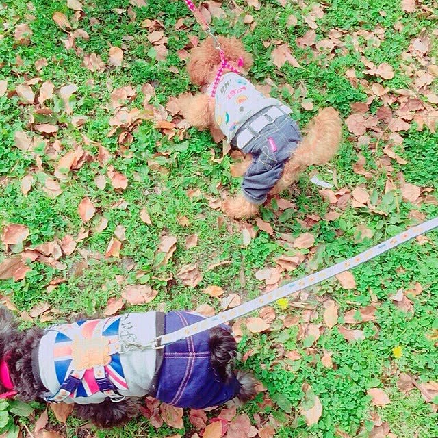 実例写真