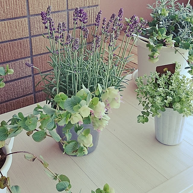 玄関/入り口のインテリア実例 - 2020-06-17 22:46:32