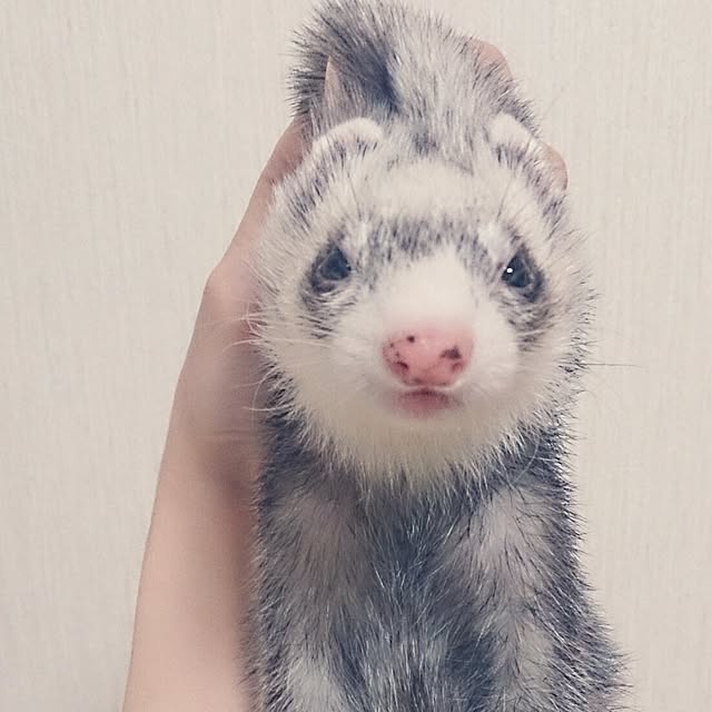 yipuuさんの実例写真