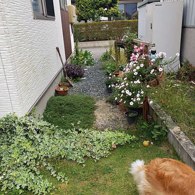 実例写真