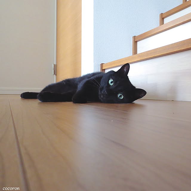 cocoronさんの実例写真