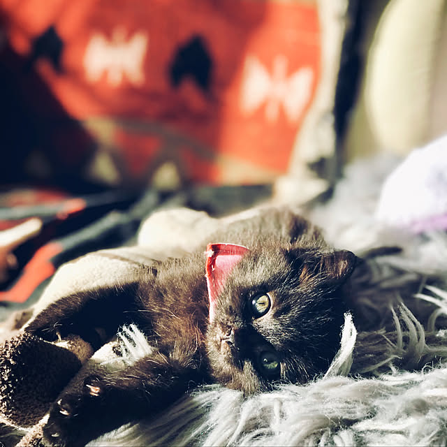 maroさんの実例写真