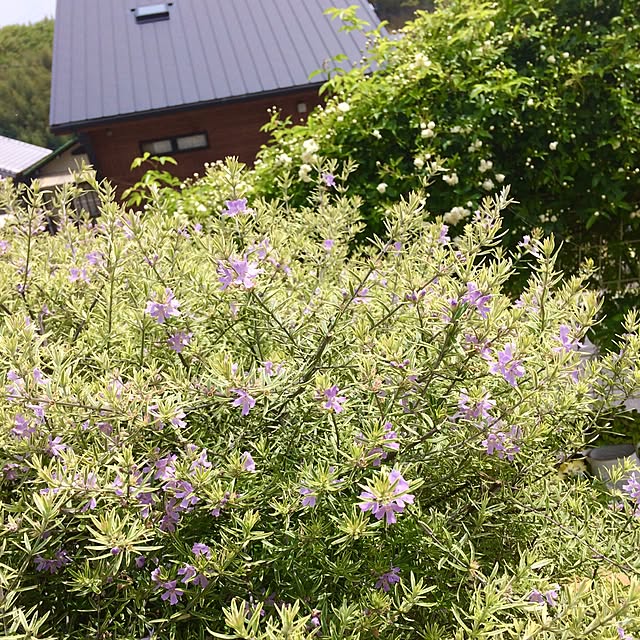 hanahanaさんの実例写真
