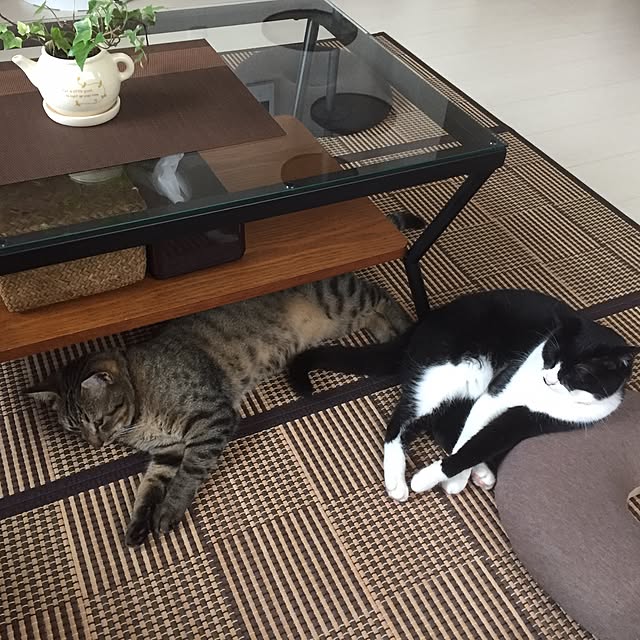 kirinさんの実例写真