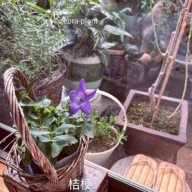 akaidarumaさんの実例写真