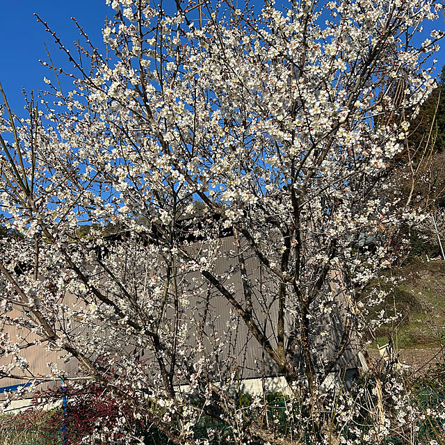 banbinaさんの部屋