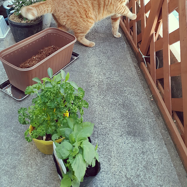 chisaviさんの実例写真