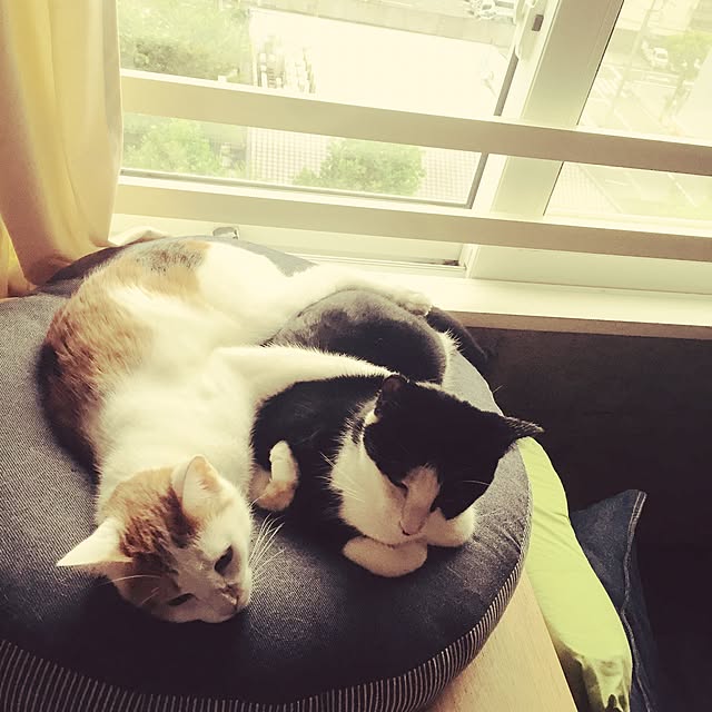 ziziguguさんの実例写真