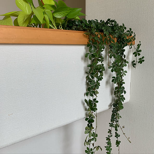観葉植物/壁/天井のインテリア実例 - 2019-03-17 14:58:54