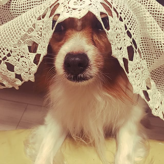 miiさんの実例写真