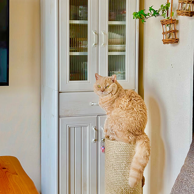 naokoさんの実例写真