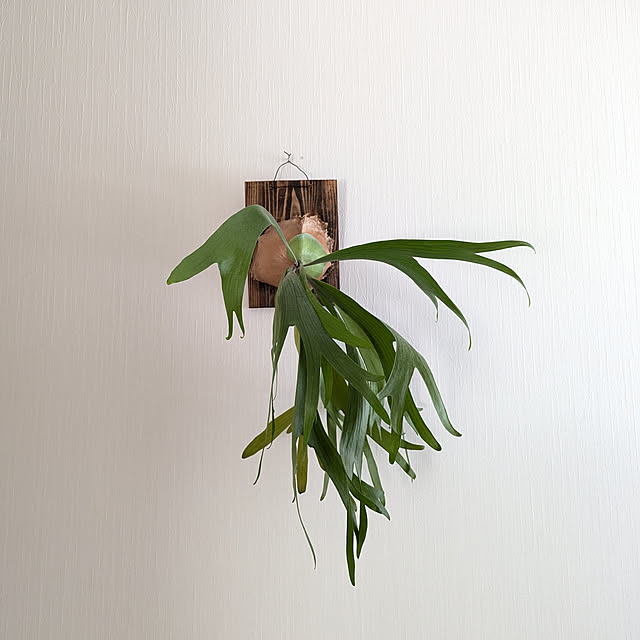 壁/天井/植物のある暮らしのインテリア実例 - 2024-09-13 13:29:48