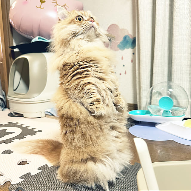 HULAさんの実例写真