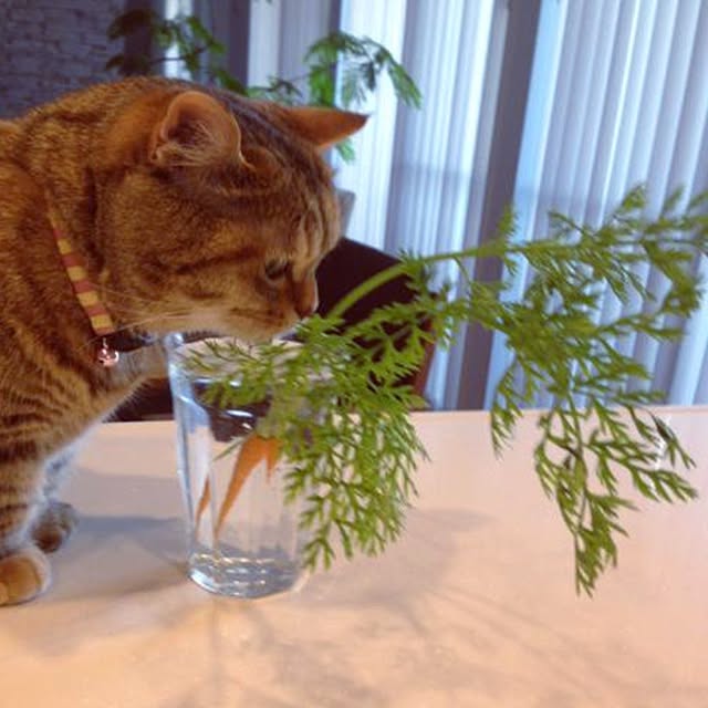 meloさんの実例写真