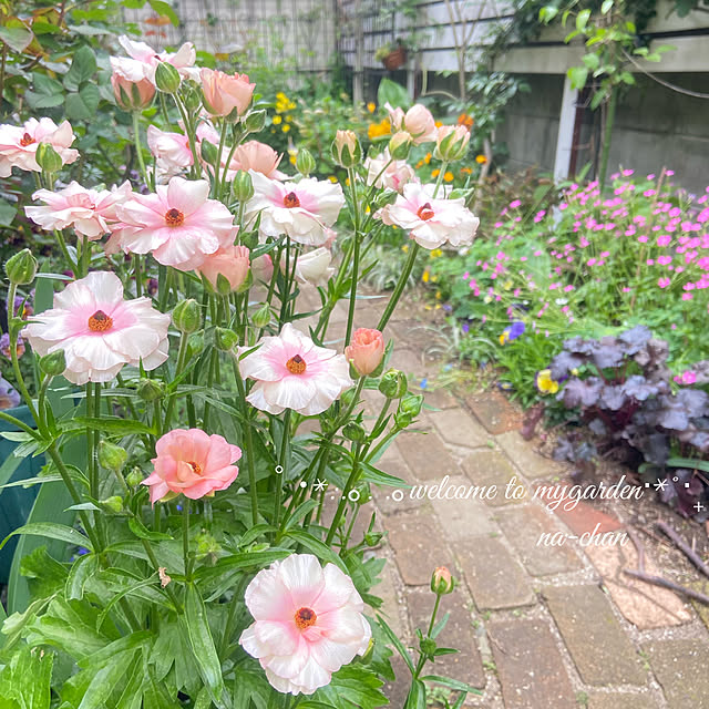 植物のある暮らし ラナンキュラス ラックスのおすすめ商品と 植物のある暮らし ラナンキュラス ラックスのおすすめ商品と