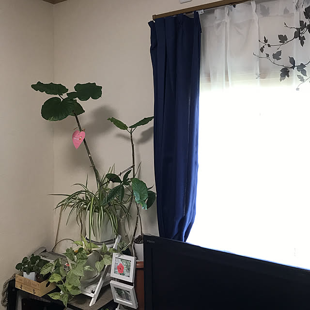 fuuさんの実例写真