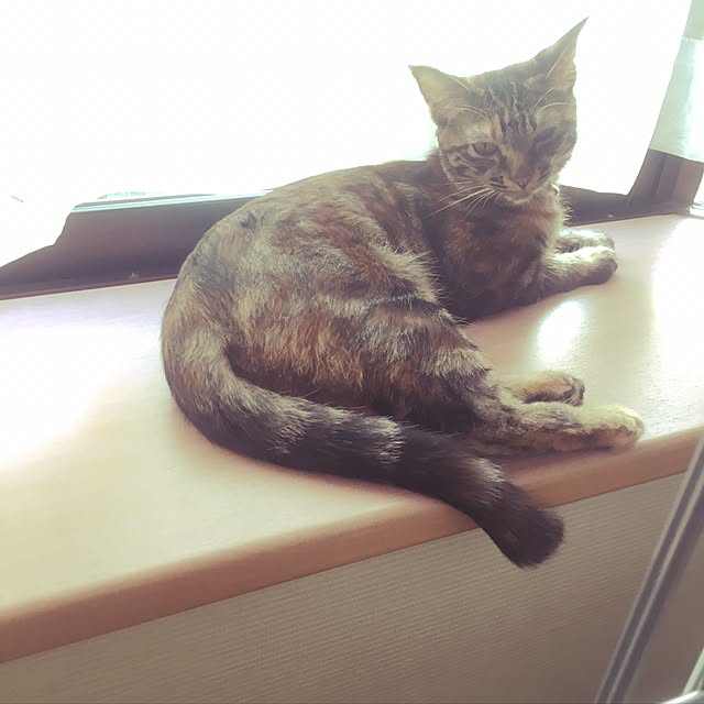 ITO-SHIさんの実例写真
