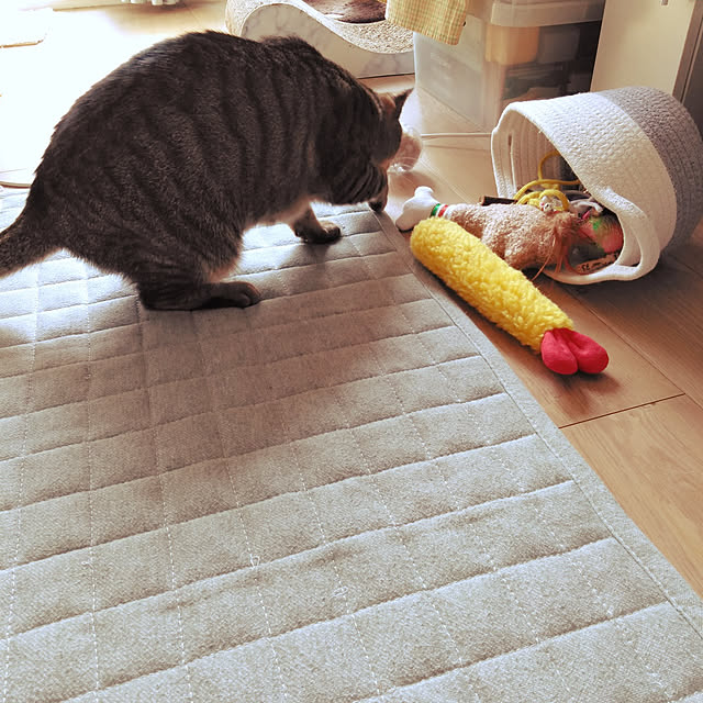 futukoさんの実例写真