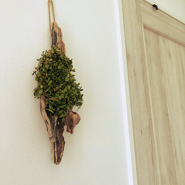 玄関/入り口/観葉植物/流木/グリーンのある暮らし/苔のインテリア実例 - 2018-05-04 10:32:04
