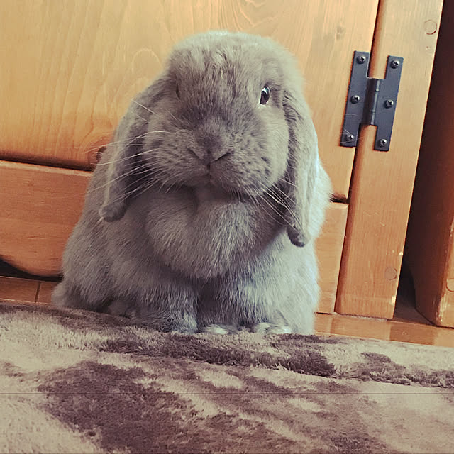 AZUさんの実例写真