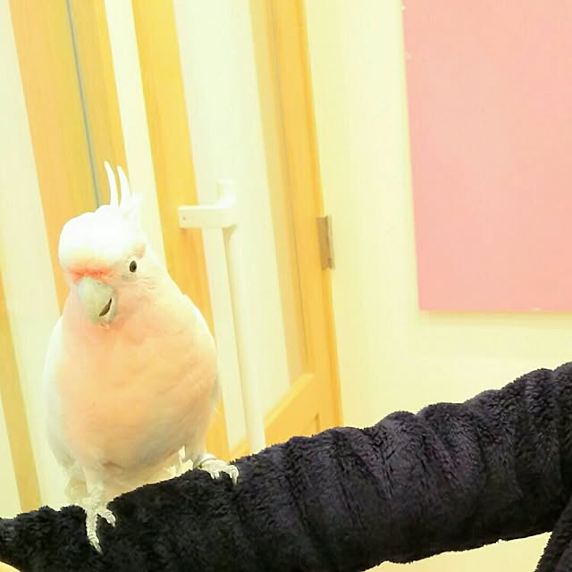 0c.c0さんの実例写真