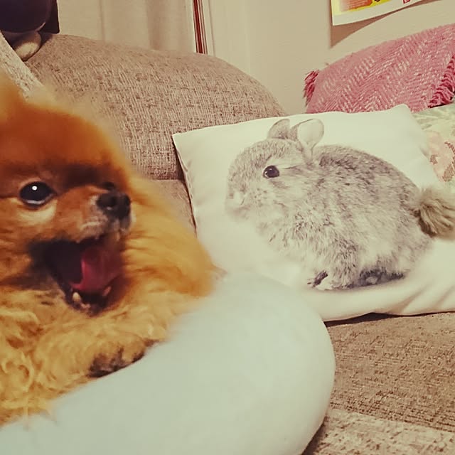 sachi.17さんの実例写真