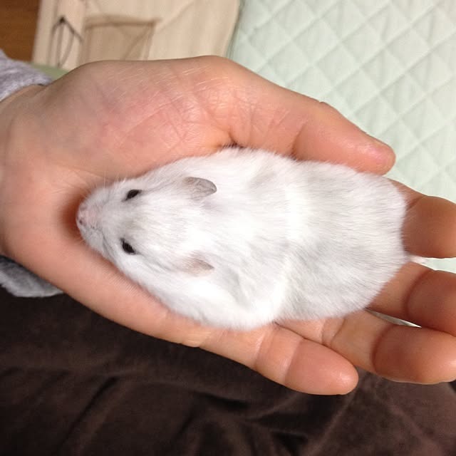 L.さんの実例写真