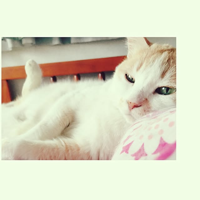 mintcatさんの実例写真