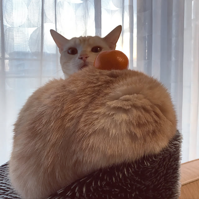 hiyupan88さんの実例写真