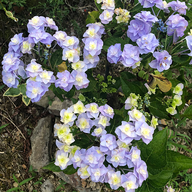 koharubiyoriさんの部屋