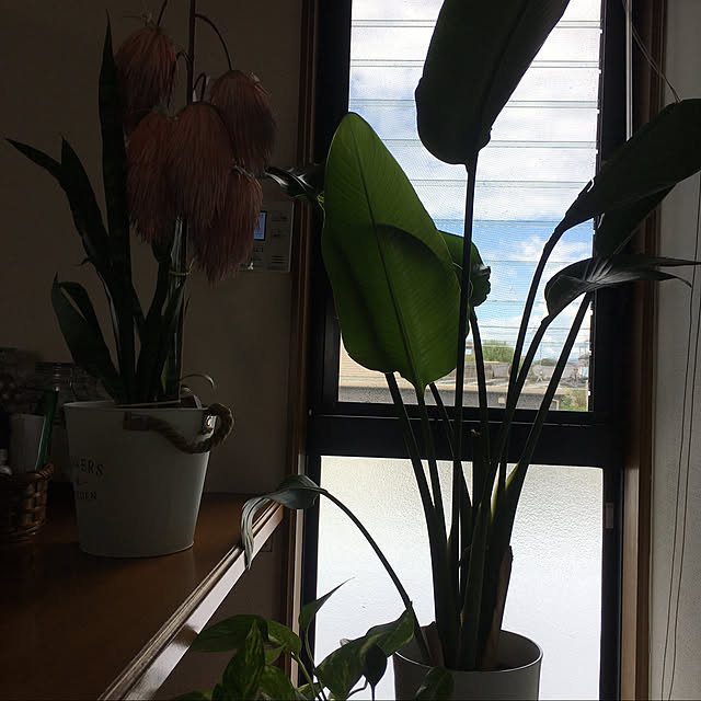 alohabaabaさんの実例写真