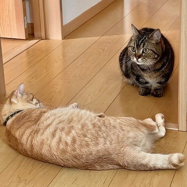 chiiさんの部屋