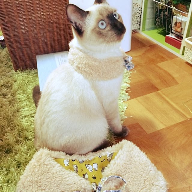 MAKOさんの実例写真
