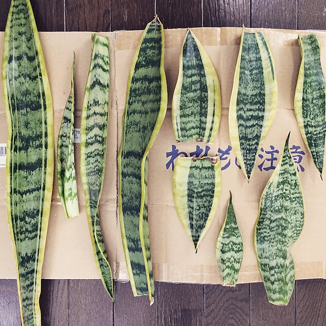 surumekkoさんの実例写真